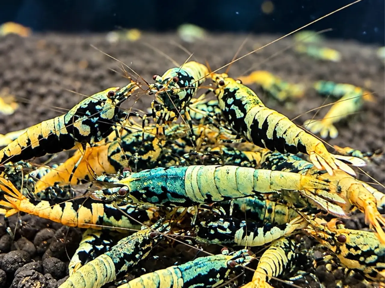 Billede 2 - Flotte Caridina Galaxy Fishbone Rejer