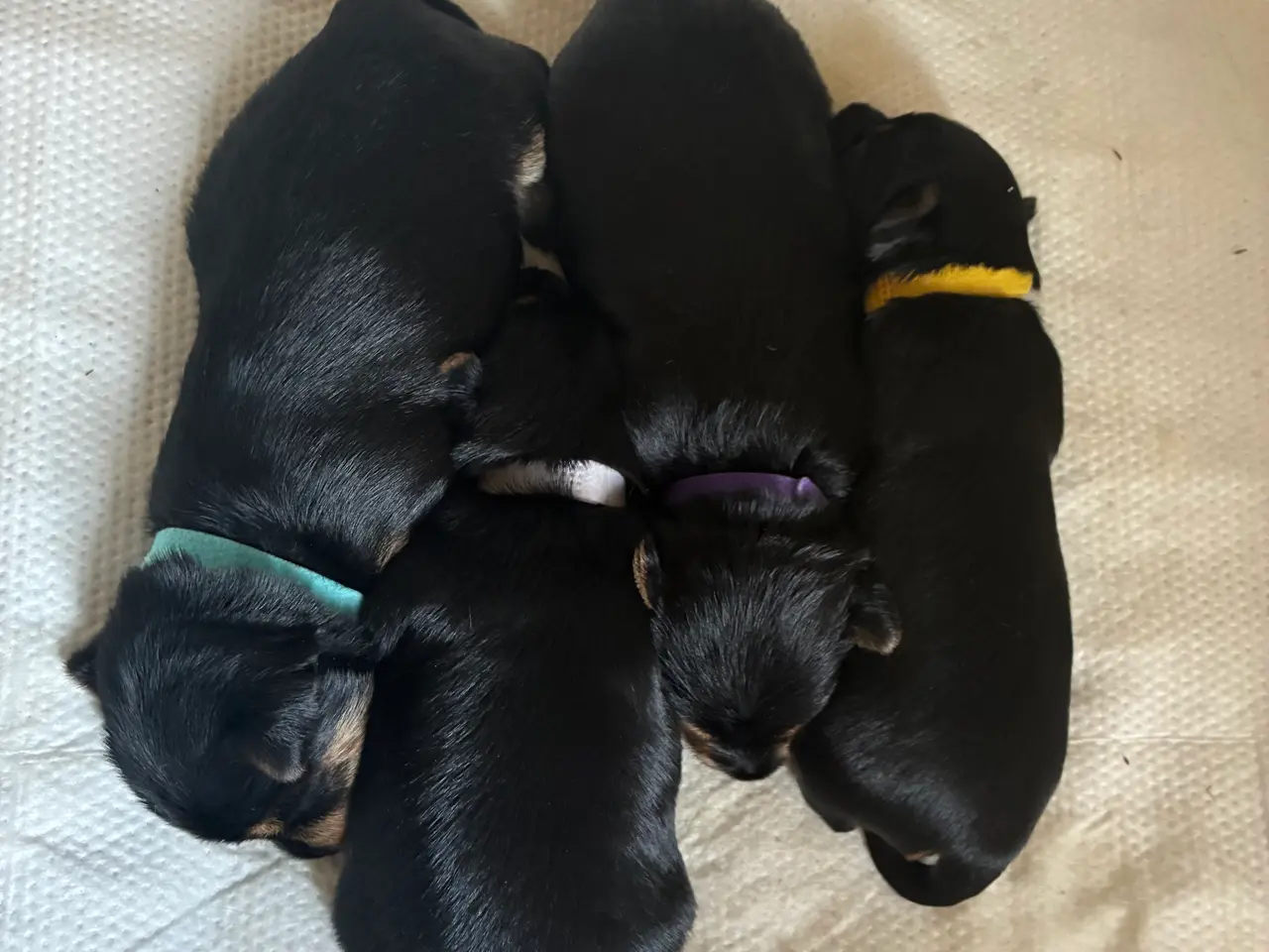 Billede 4 - Chorkie hvalpe