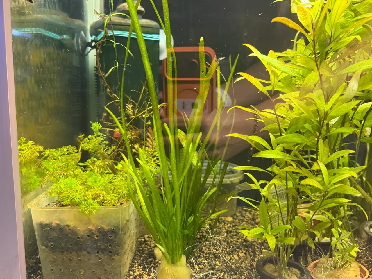 Billede 13 - Super flotte akvarieplanter fra 10kr.