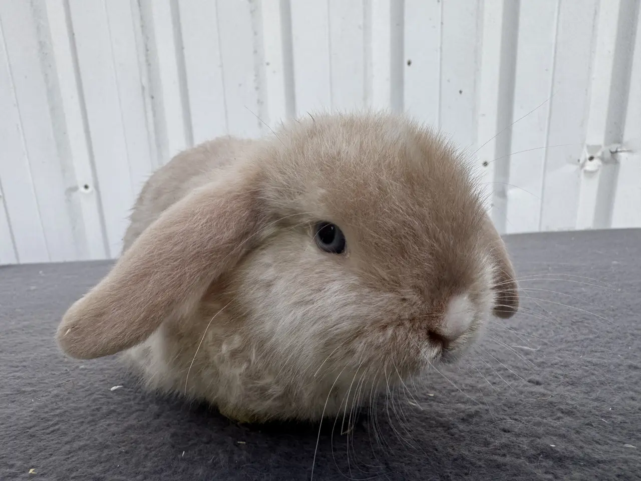 Billede 6 - Mini lop satin hunkanin salgsklar