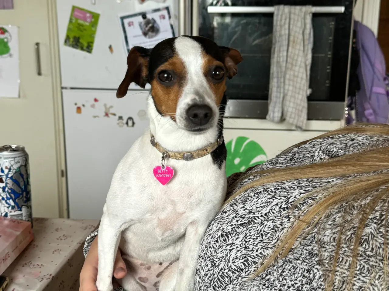 Billede 4 - Søger en lille dansk svensk gårdhund han
