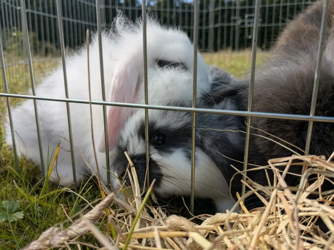 Billede 11 - Mini-lop kaninunger