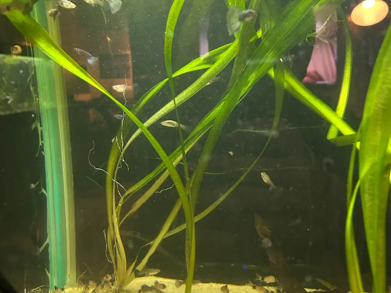 Billede 3 - 🌿 Levende akvarieplanter – 2 stk. GLS