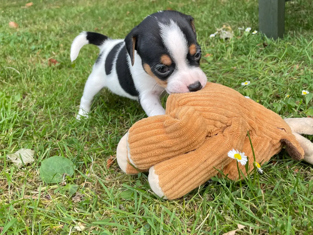 Billede 5 - Dansk svensk gårdhund hvalpe