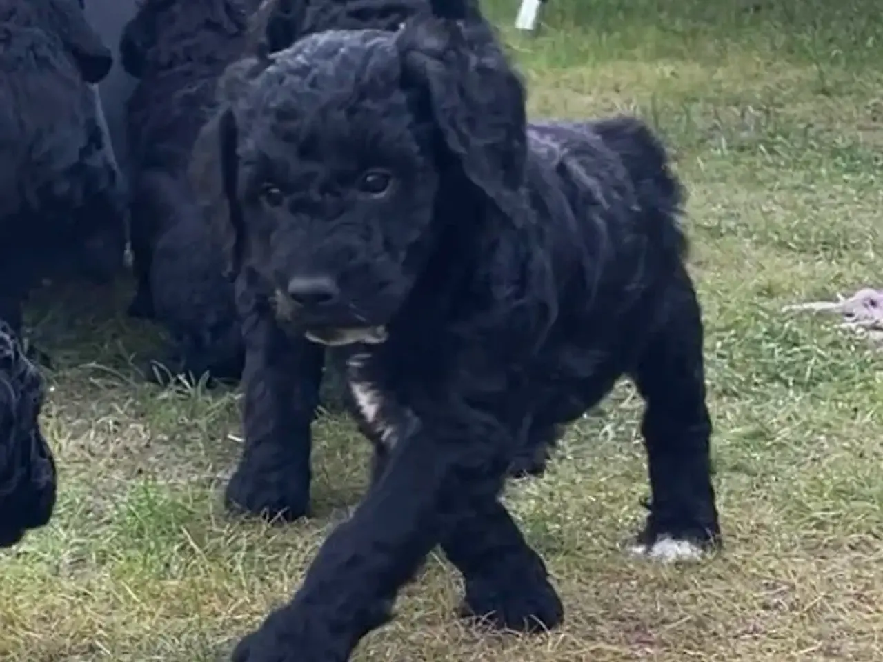 Billede 4 - Cavapoo f1b