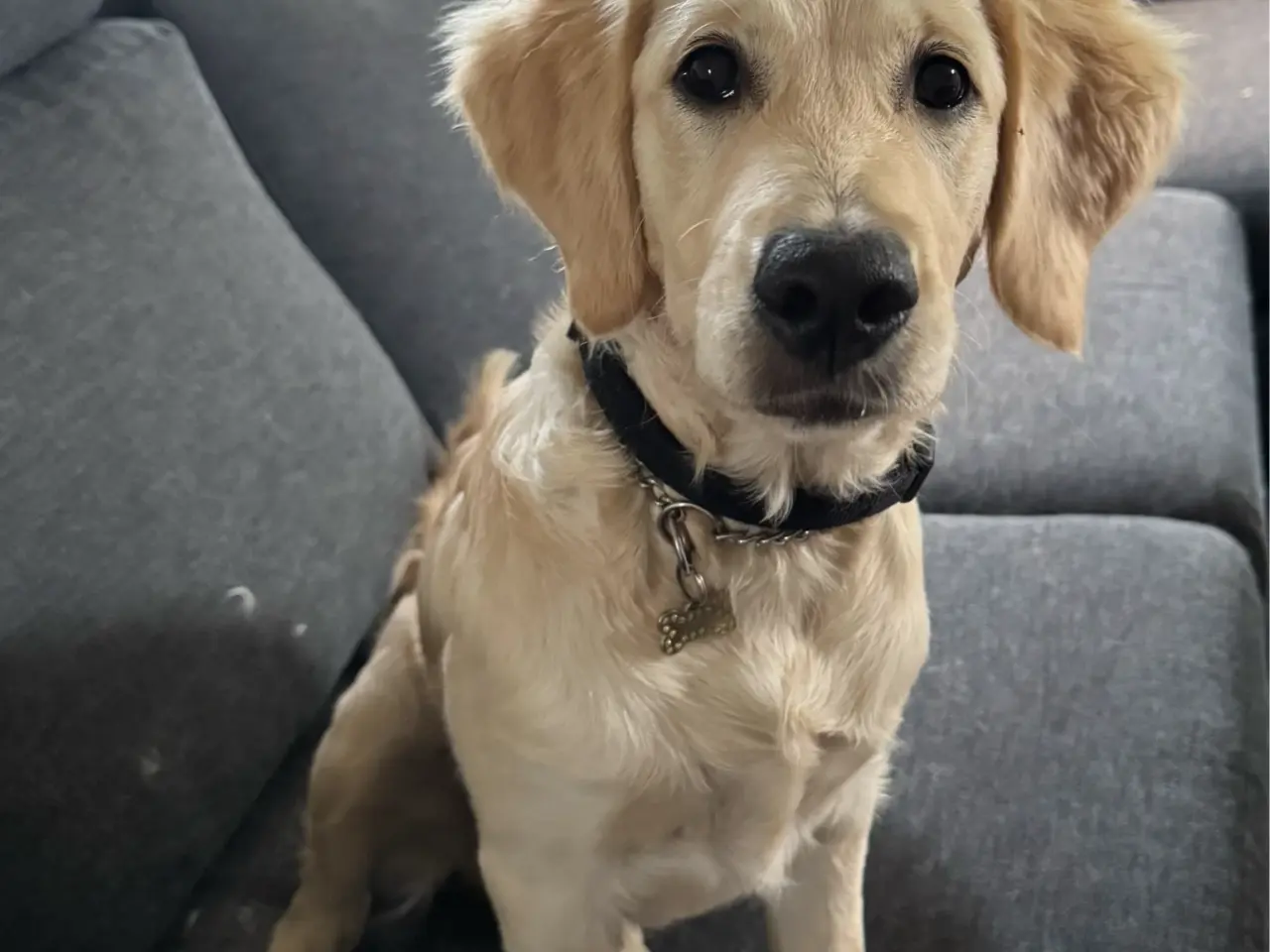 Billede 1 - Fantastisk kærlig Golden doodle