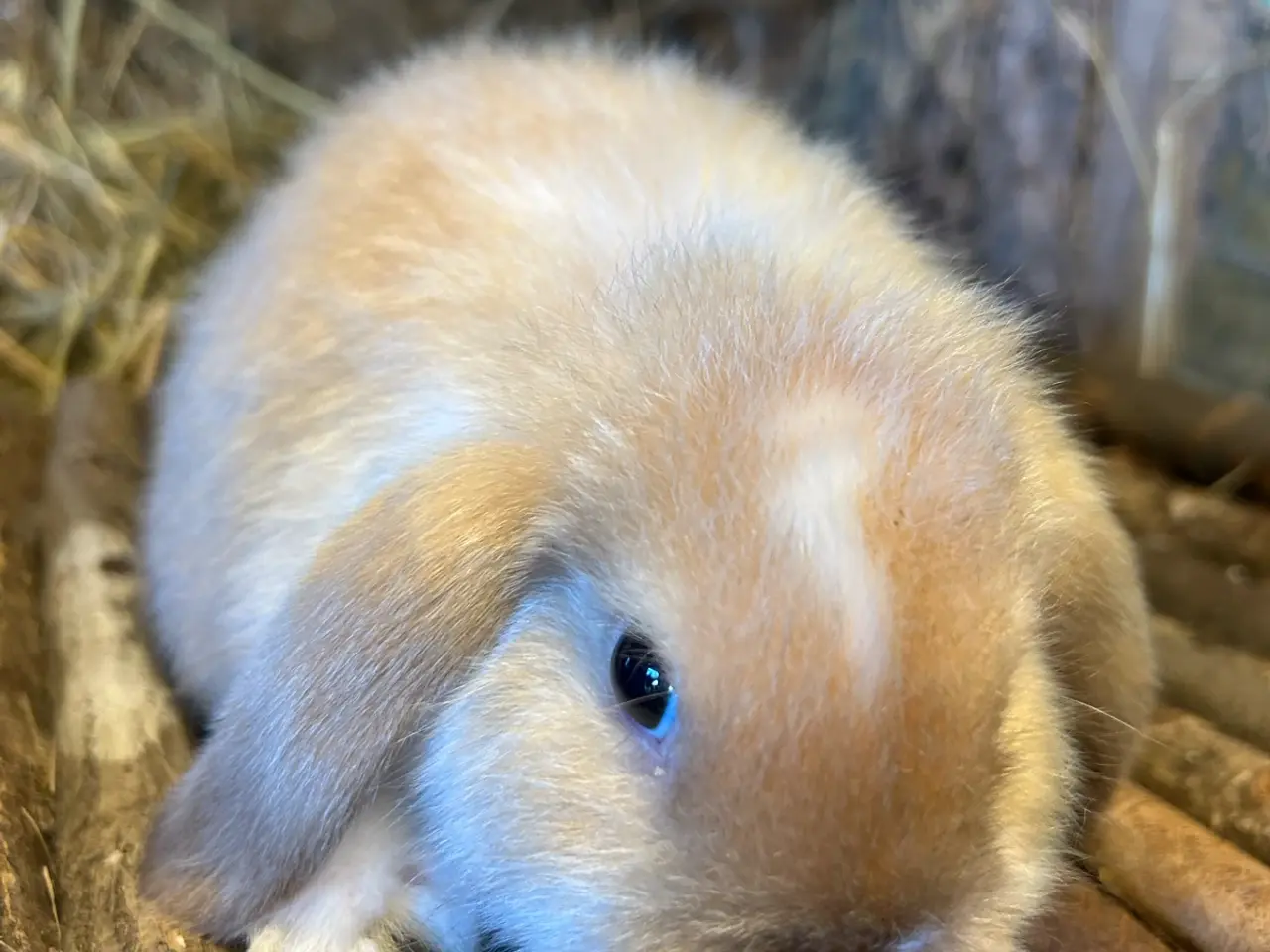 Billede 1 - Mini lop kaninunger