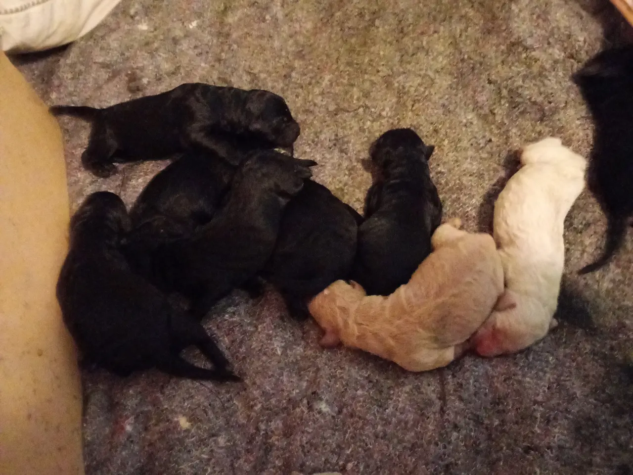 Billede 2 - 1. gen. labradoodle