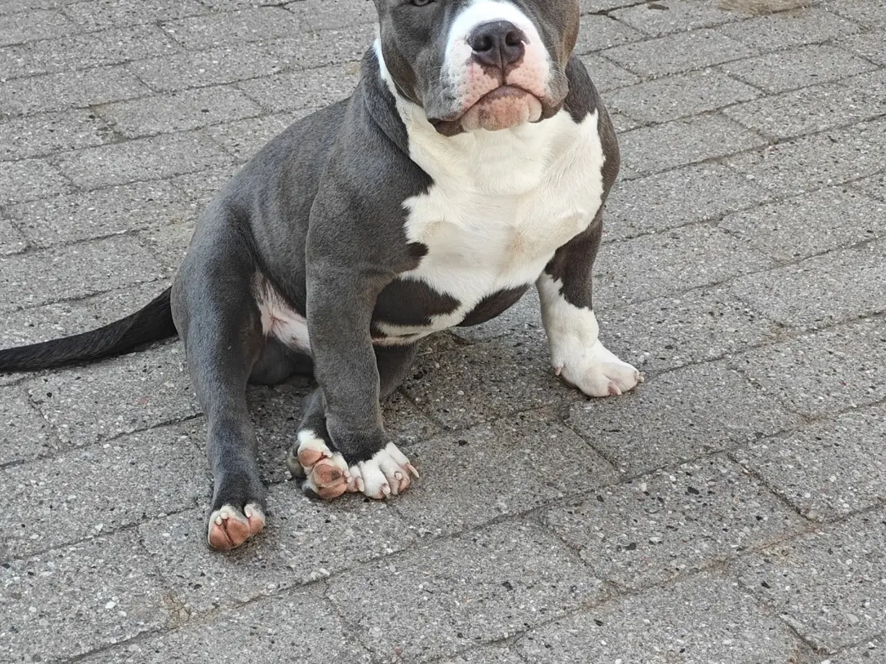 Billede 4 - American Bully hvalpe.