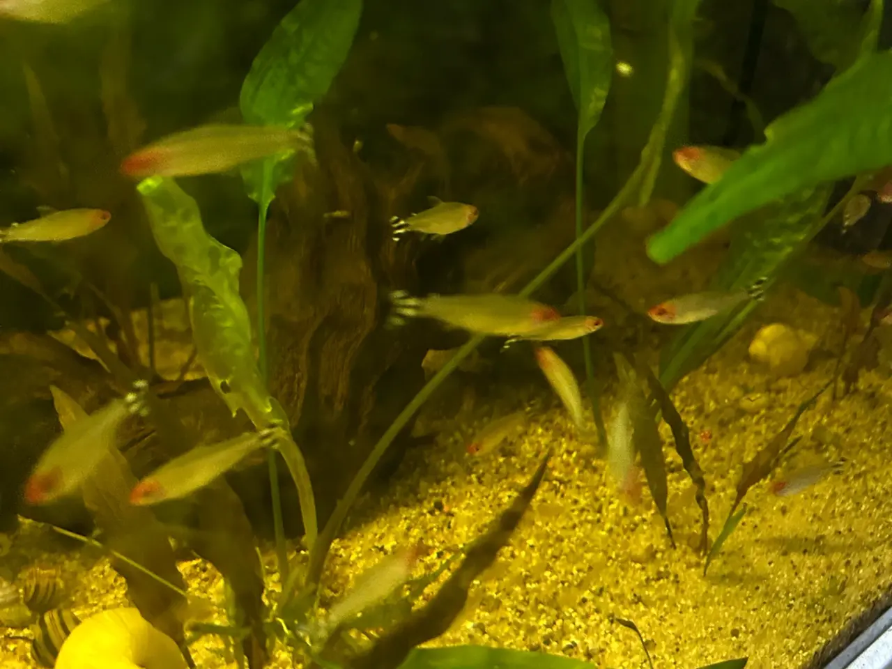 Billede 6 - 🔥🐟 Rødnæsetetra – perfekte stimefisk til akvarie