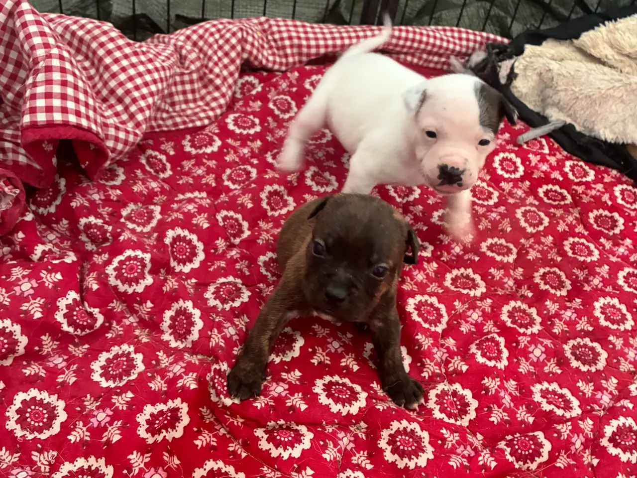 Billede 4 - Engelsk staffoird terrier hvalpe