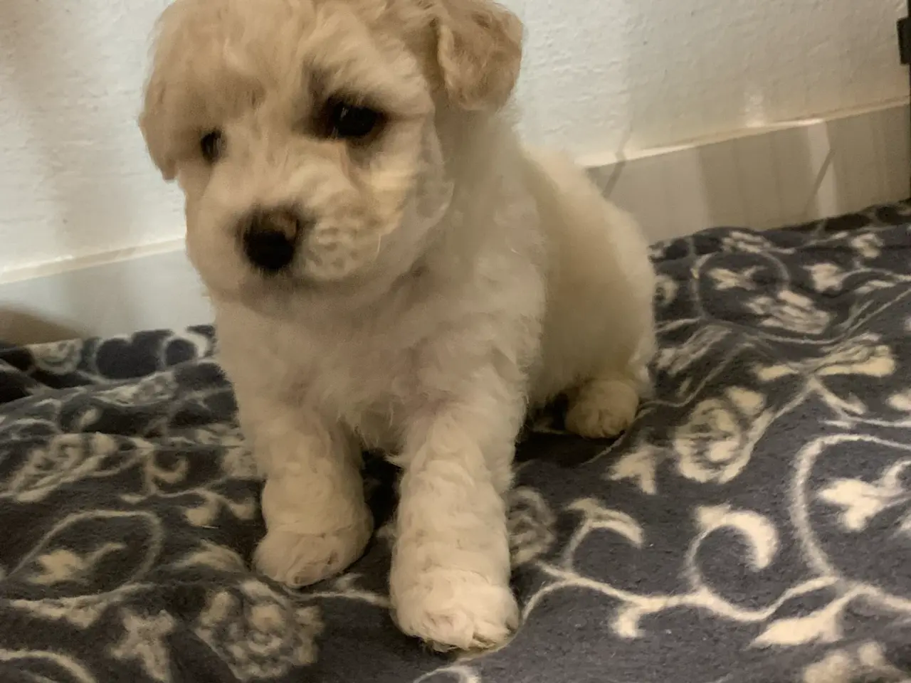 Billede 1 - Bichon Frise
