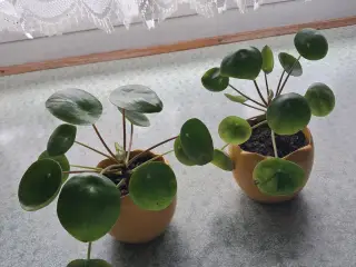 2 stk pilea stueplante