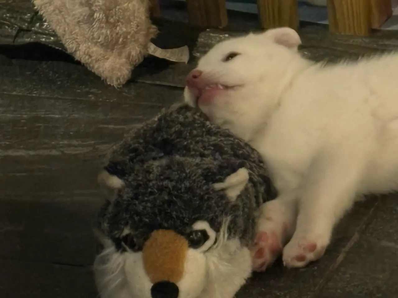 Billede 5 - Små lækre husky hvalpe