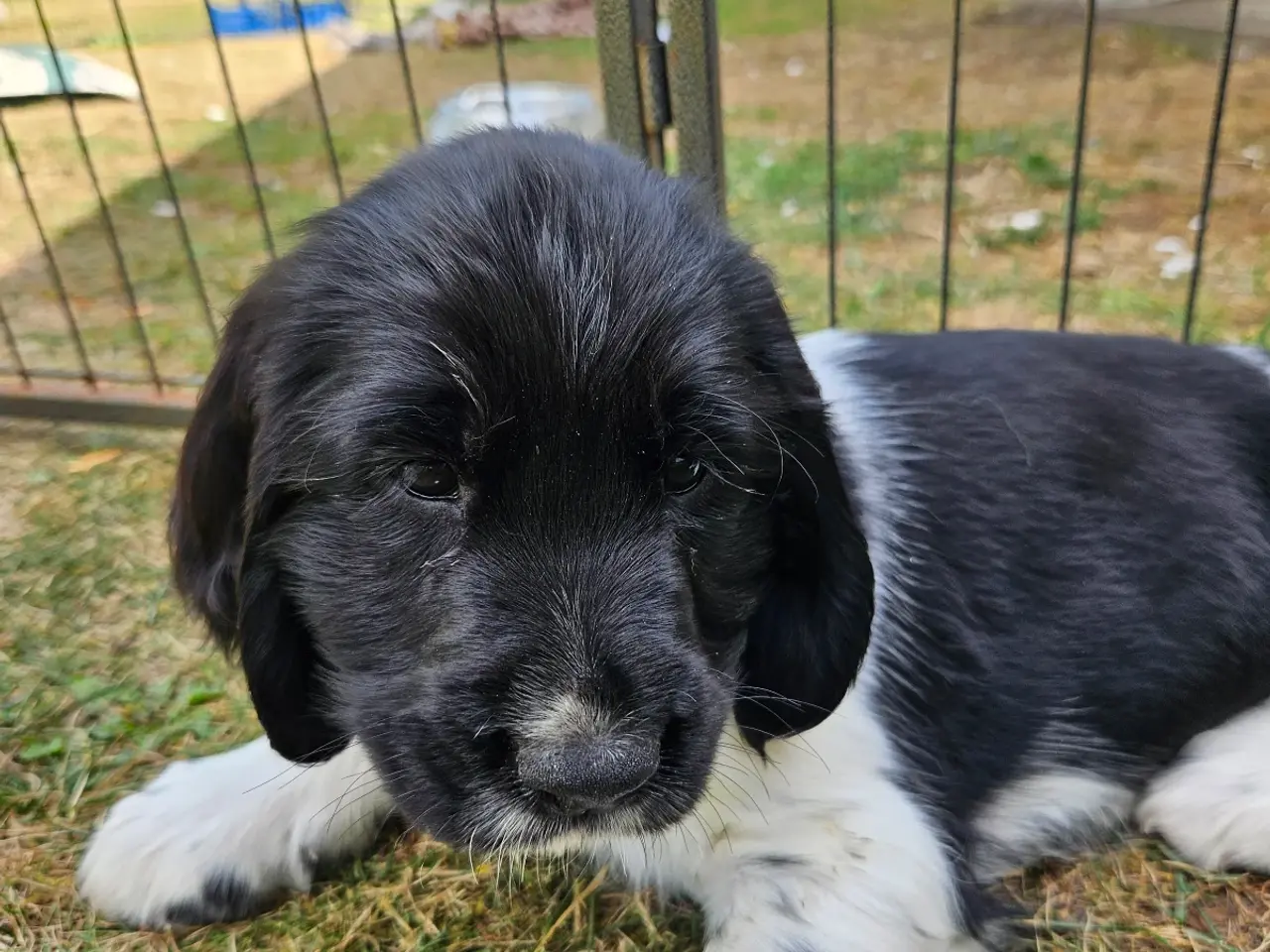 Billede 2 - Engelsk springer spaniel