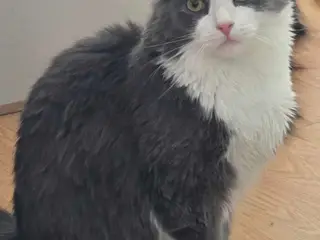 Gravid maine coon hunkat og en hankat 
