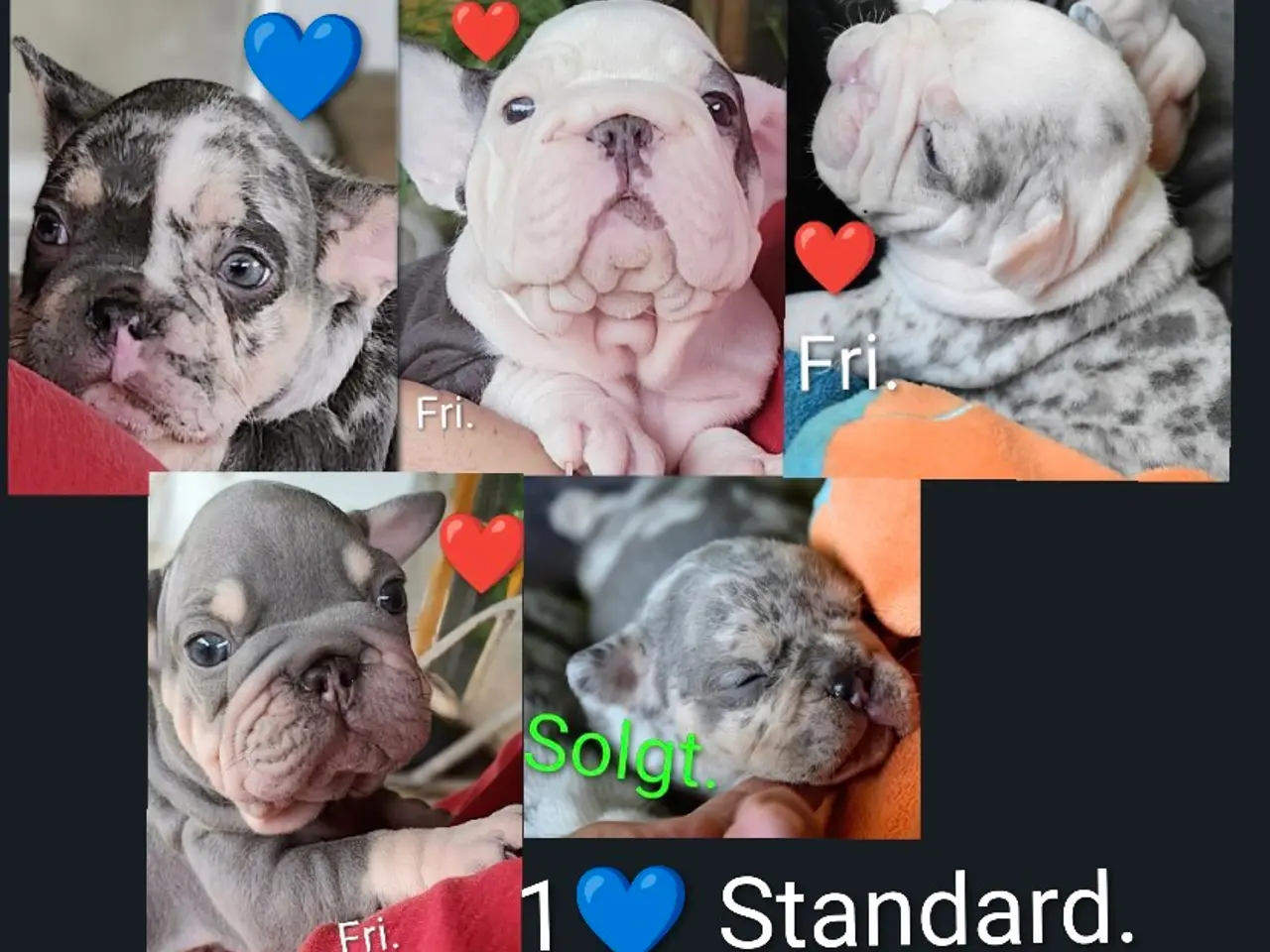 Billede 1 - Fransk Velvet & 1 Standard.