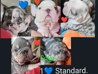 Fransk Velvet & 1 Standard.