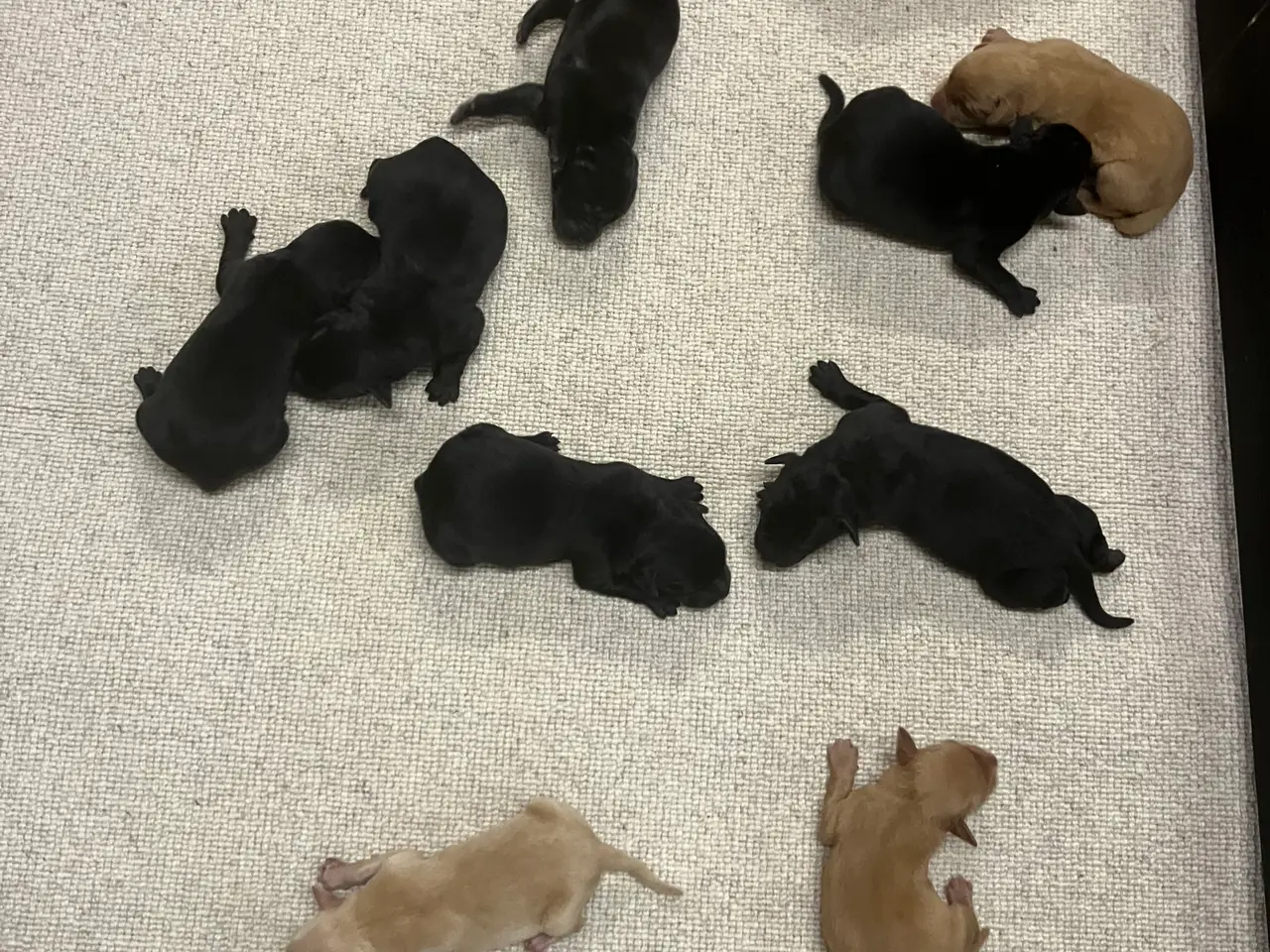 Billede 3 - Lækre F1 labradorhvalpe