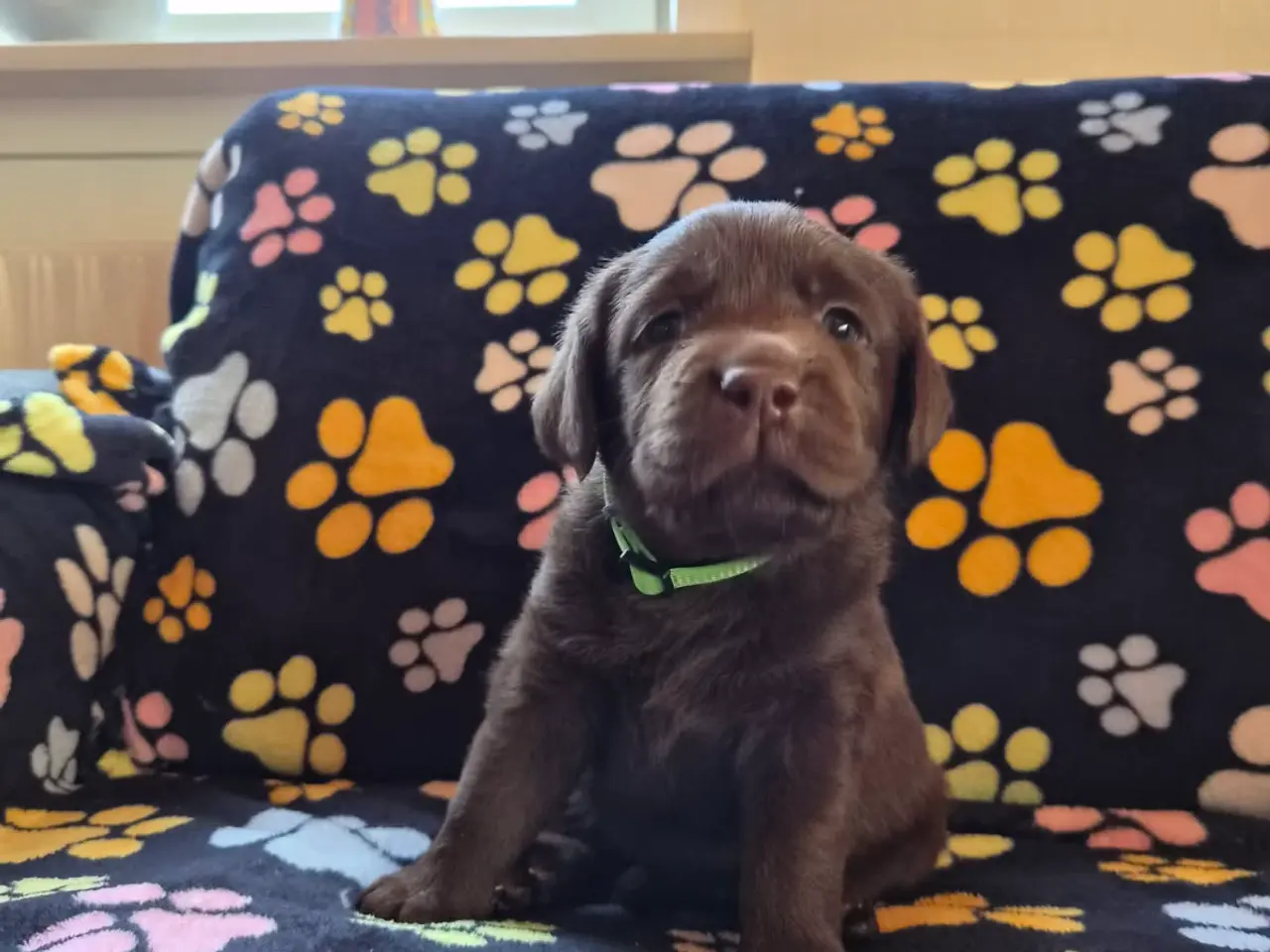 Billede 4 - Skønne gammeldags Labrador hvalpe.