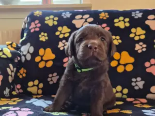 Skønne brune Labrador hvalpe og ‘en smuk isbjørn - 4
