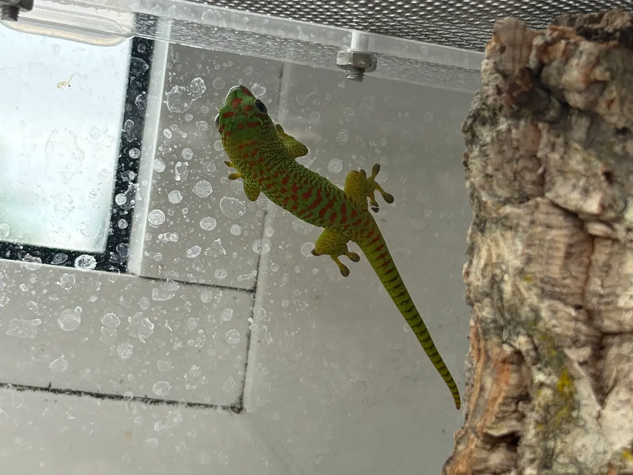 Billede 1 - Phelsuma grandis