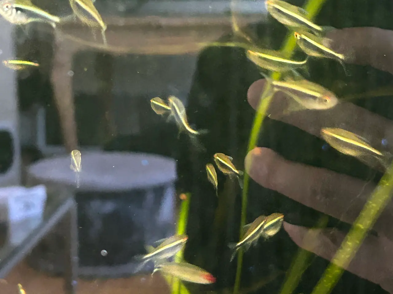 Billede 4 - 🐟🖤 Sorte neonfisk – flotte stimefisk