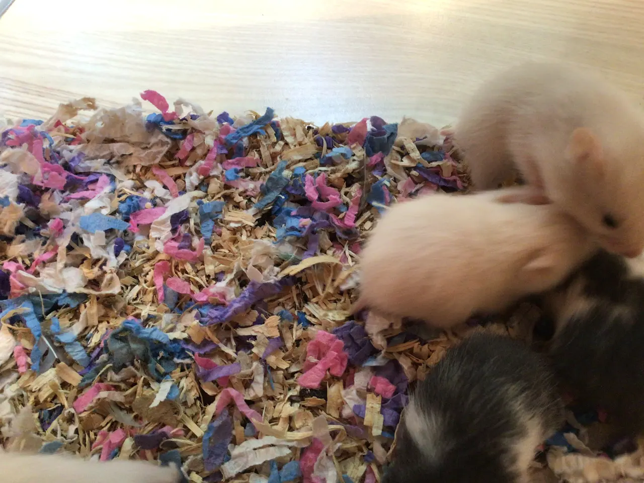 Billede 3 - Guldhamster unger