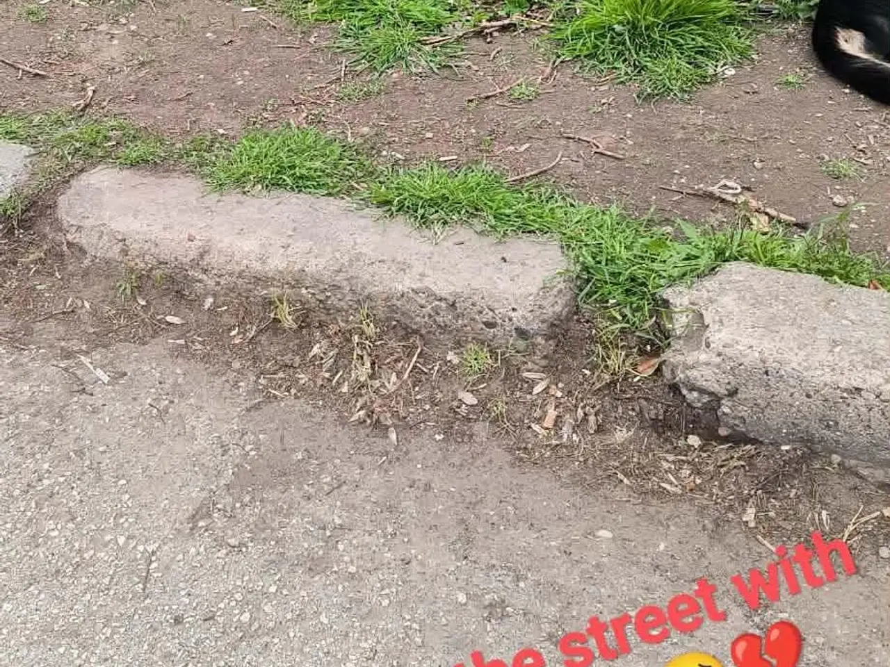Billede 6 - Sødeste Leny søger nyt hjem<3