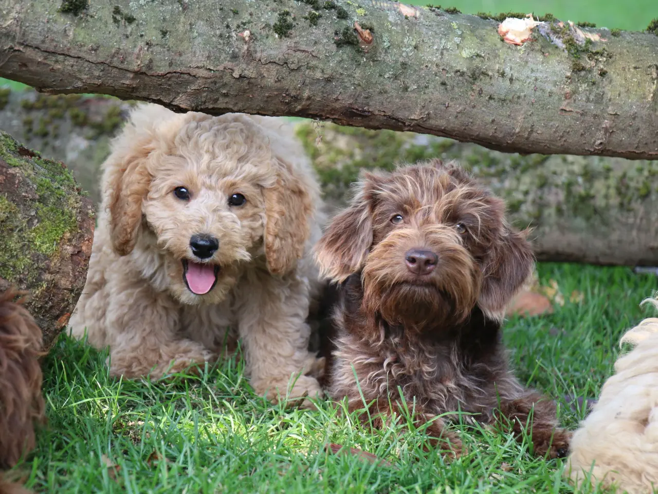 Billede 6 - Goldendoodle Doodledoodle Cavapoo