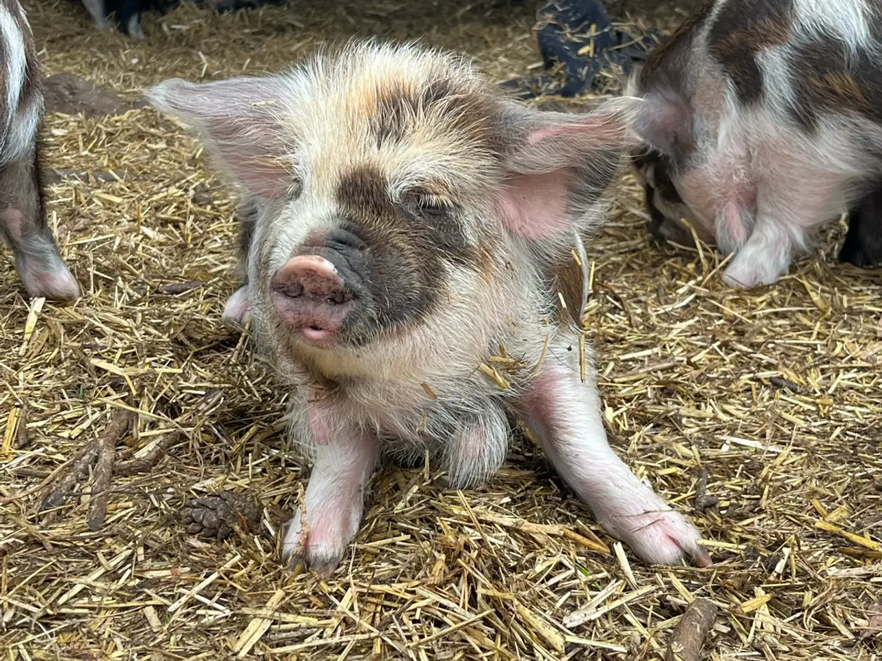 Billede 3 - Kælne kunekune smågrise sælges. 
