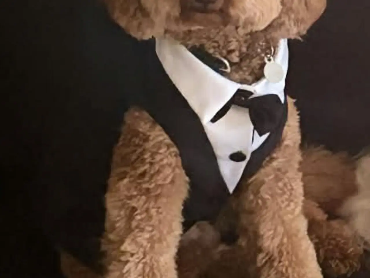 Billede 13 - 🐩 Dværgpuddel han tilbydes til parring 🐩