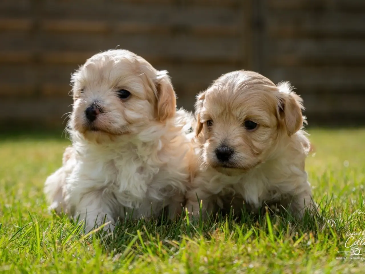Billede 1 - Maltipoo drenge søger nye familier💙