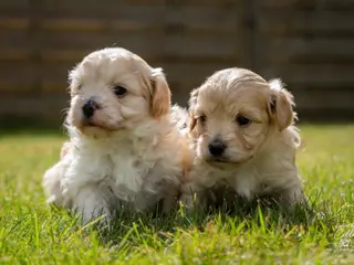 Maltipoo drenge søger nye familier💙