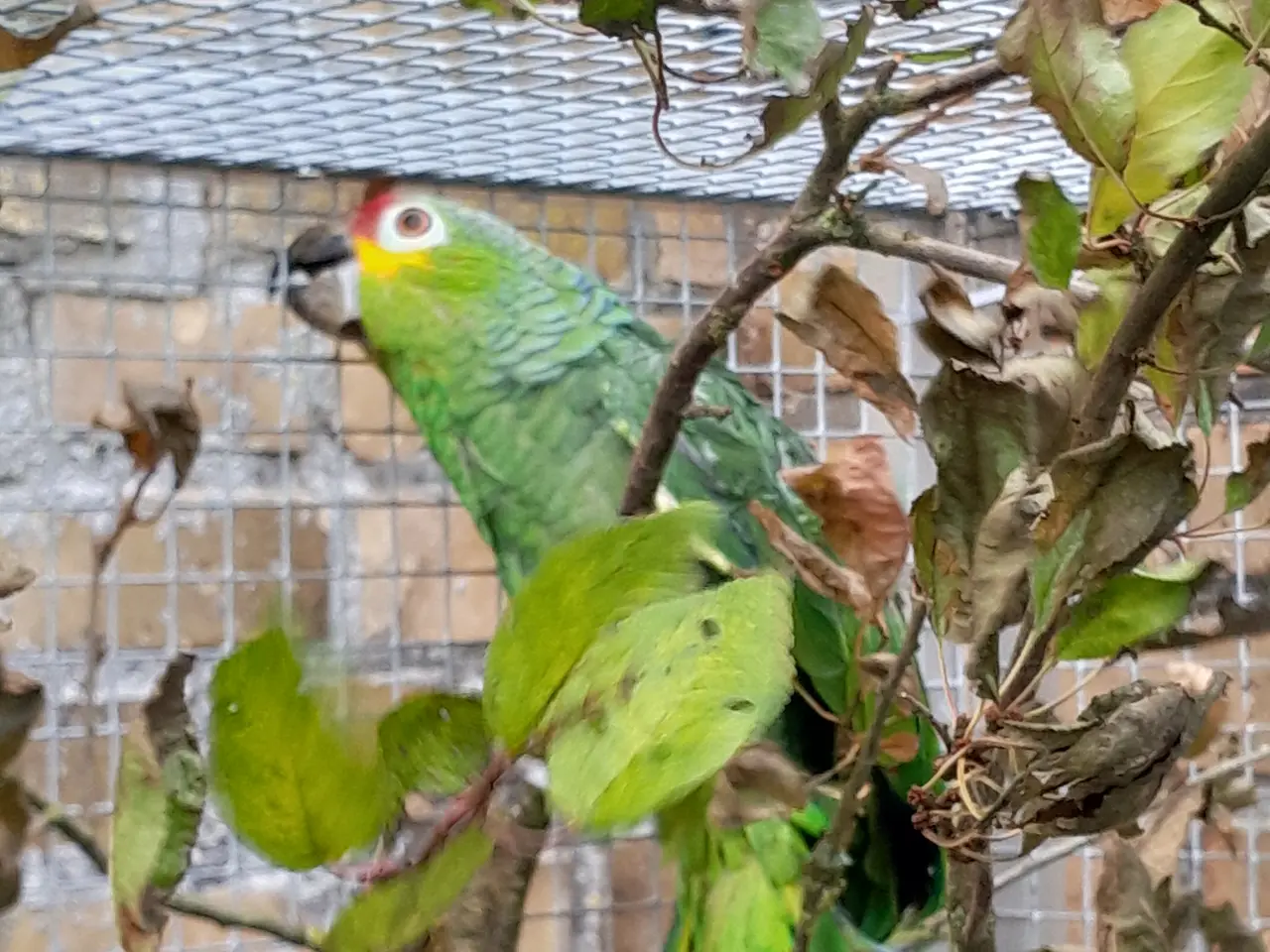 Billede 1 - Gulkindet amazone 