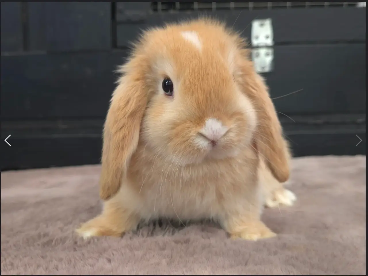 Billede 1 - Hun kanin🌸🐰💕