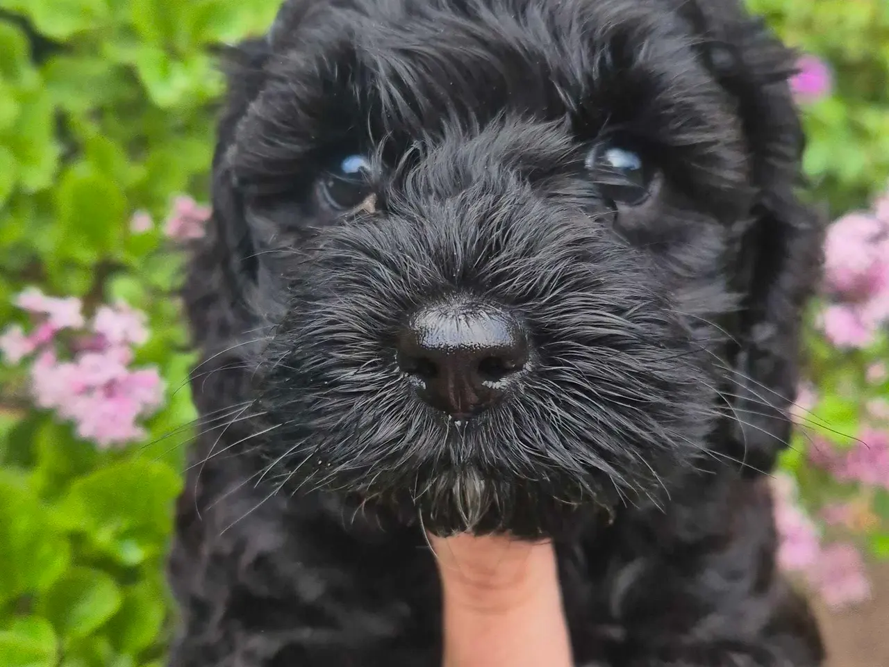 Billede 7 - Lækker cockapoo hvalp