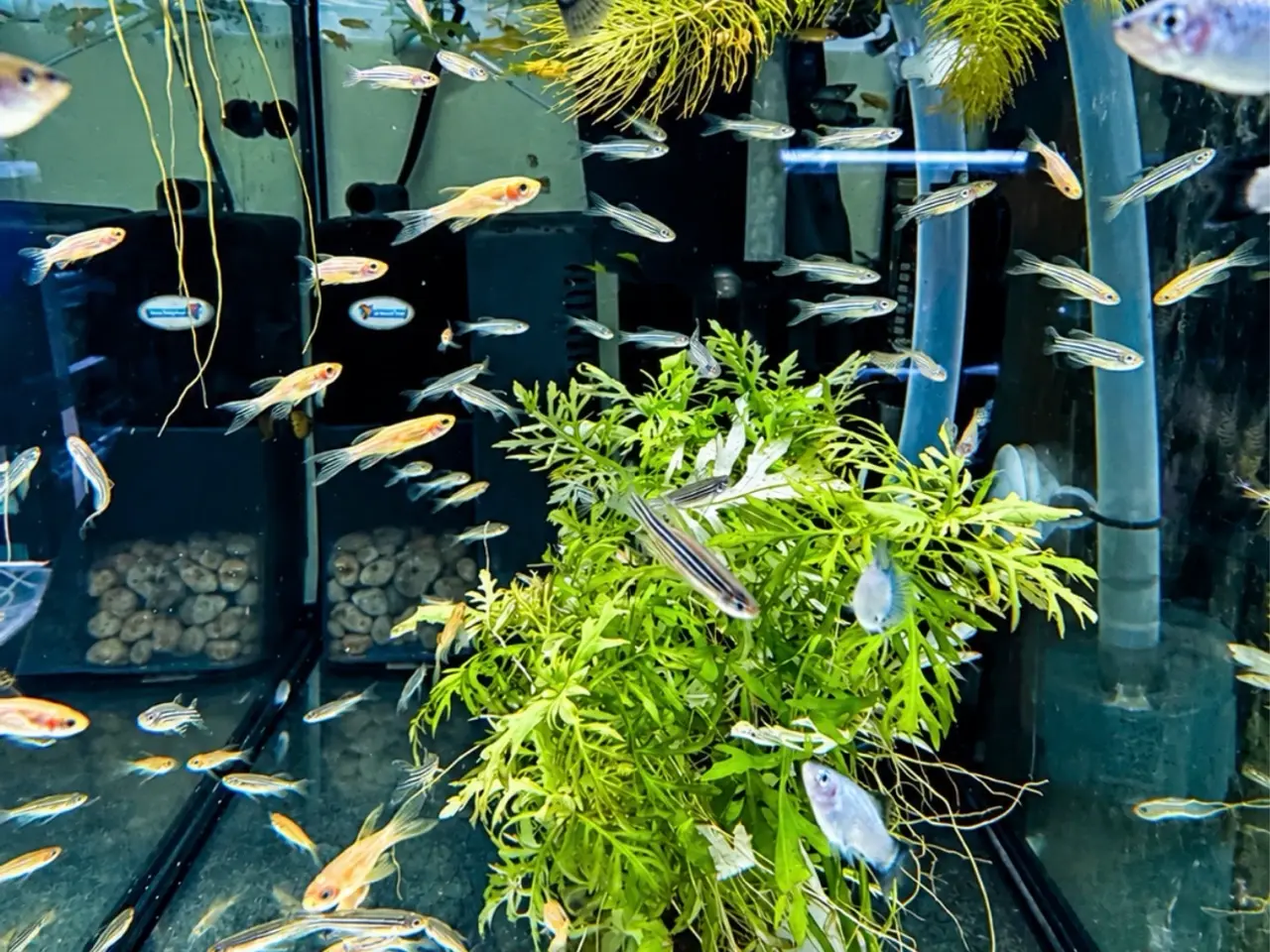Billede 6 - Danio longfin akvariefisk