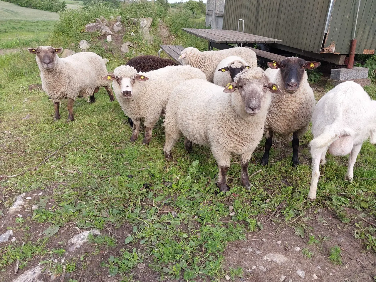 Billede 1 - Rolige vædderlam