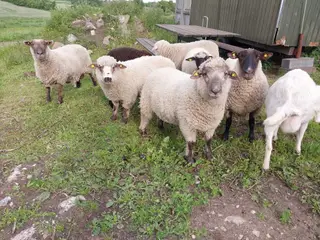 Rolige vædderlam