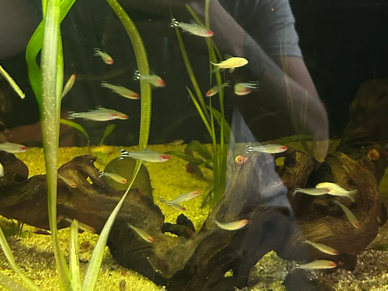 Billede 2 - 🔥🐟 Rødnæsetetra – perfekte stimefisk til akvarie