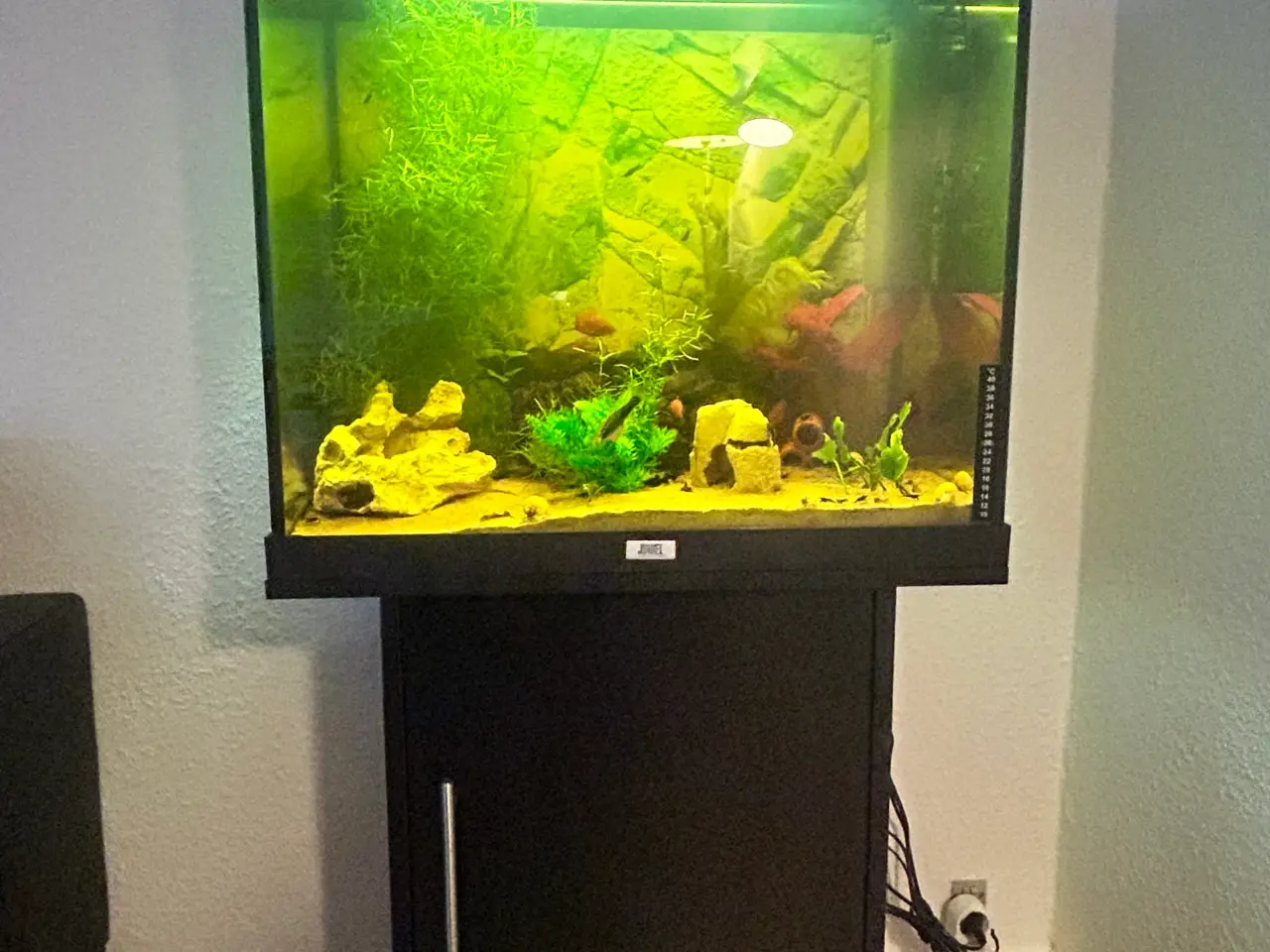 Billede 1 - Juwel akvarium 120 L