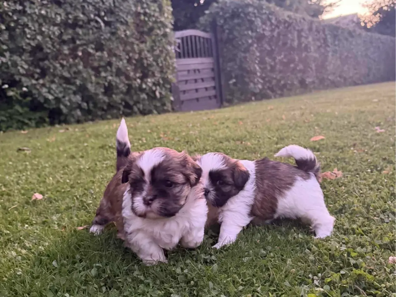 Billede 2 - Shih Tzu og Lhasa Apso - 2 tæver