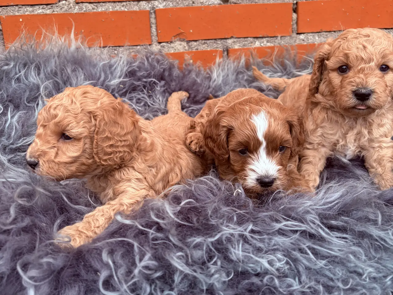 Billede 16 - 3 smukke Cavapoo drenge