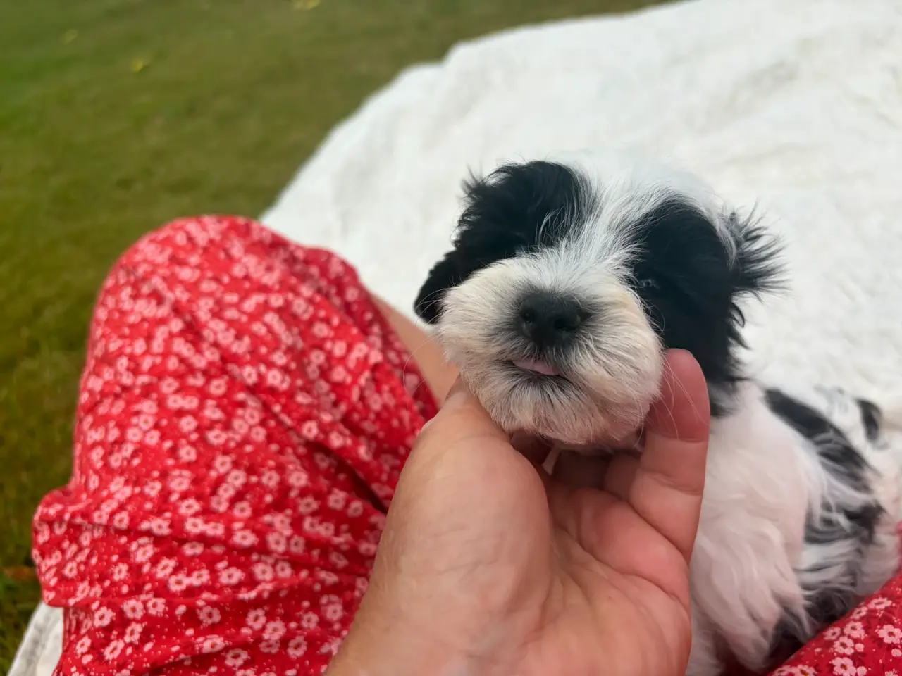 Billede 12 - Fine mini Maltipoo babyer