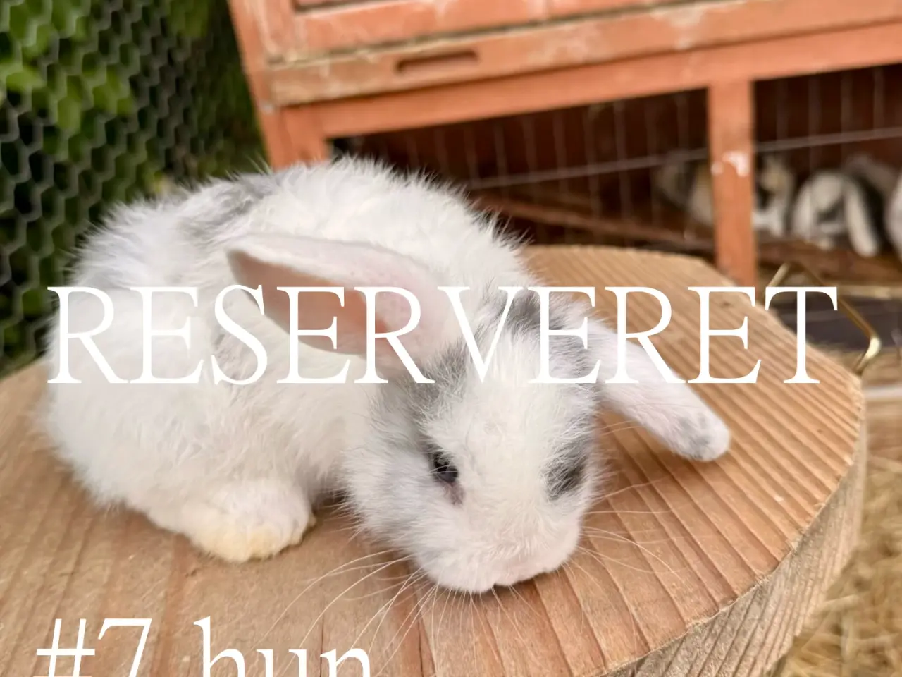 Billede 13 - 8 skønne Mini Lop unger