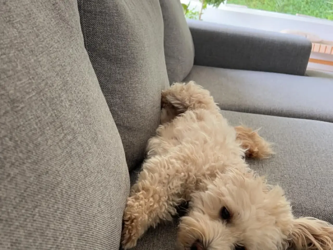 Billede 2 - Maltipoo og bichon maltet