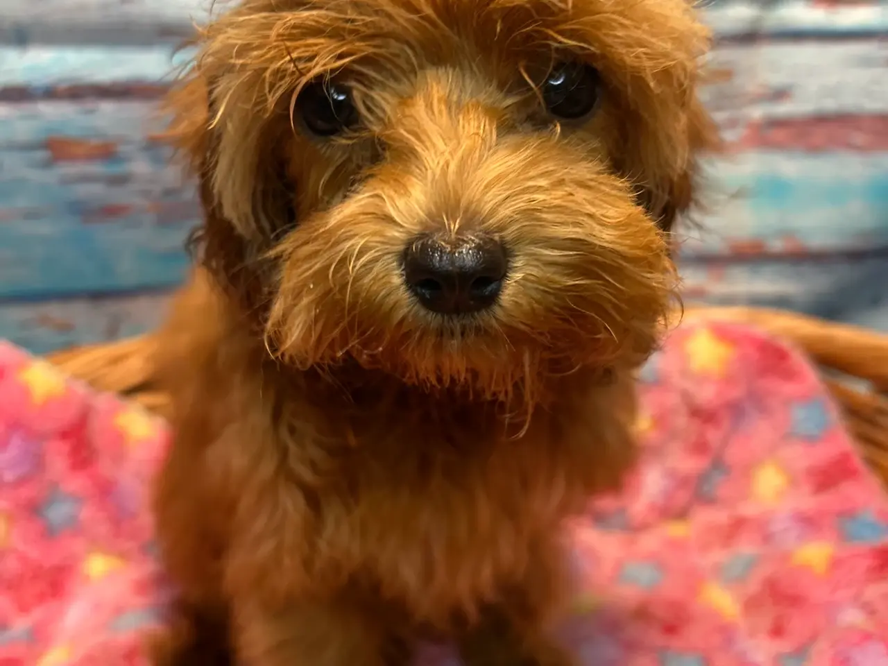 Billede 15 - 🐾maltipoo miniature juni 🐾