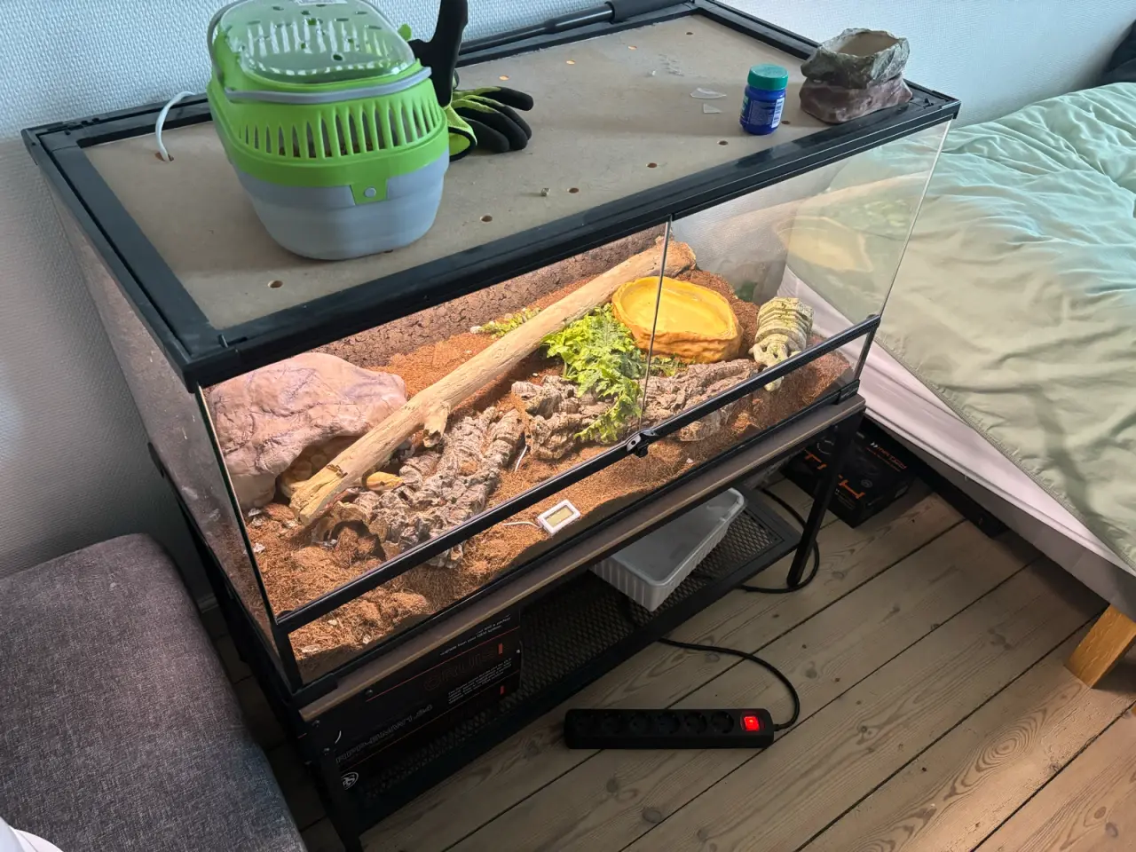 Billede 3 - Kongephyton banana edge clown 1.0