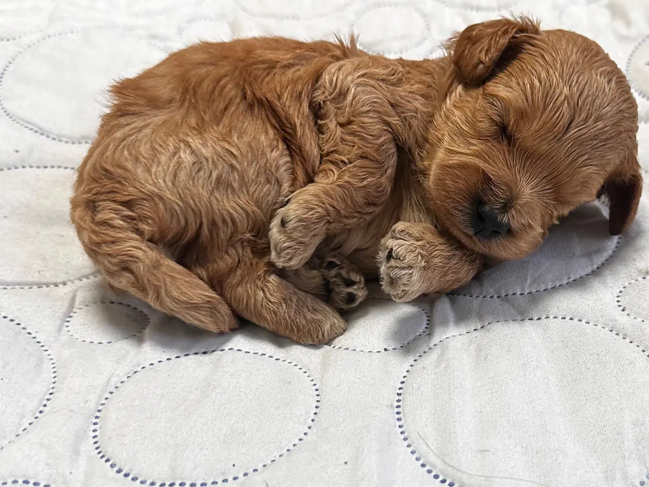 Billede 5 - Cavapoo